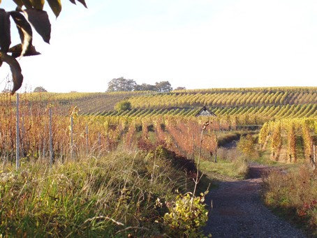 gite alsace - Vignes a l'automne